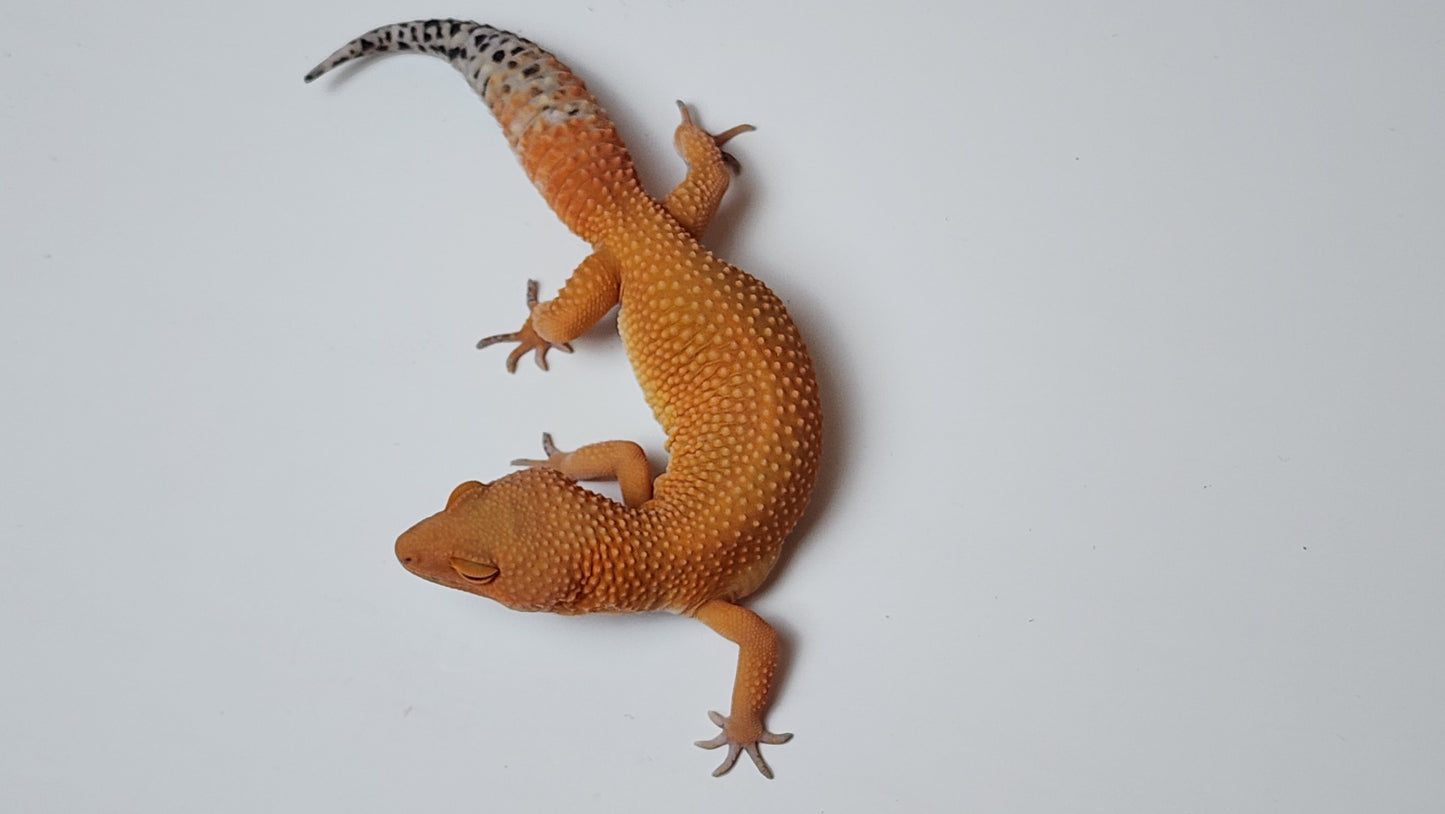 Female Super hypo Mandarin Inferno Tangerine Carrot Tail Leopard Gecko