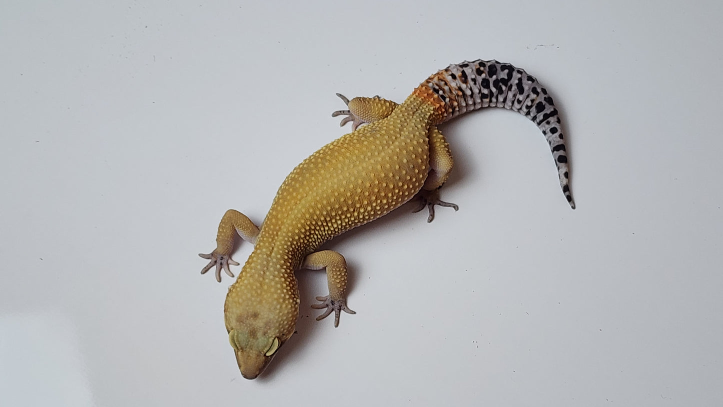 Female Super Hypo Blood Tangerine Bold Cross Leopard Gecko