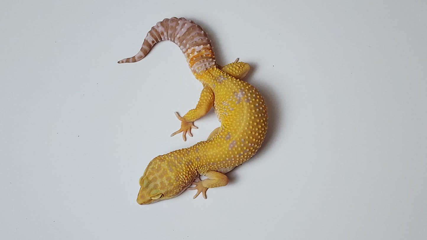 Female Blood Tangerine Bold Cross Tremper Albino Leopard Gecko