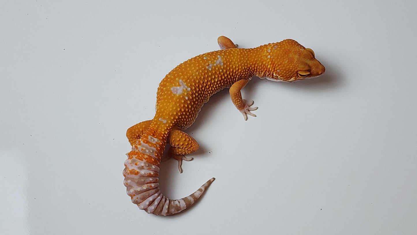 Female White Spot Mandarin Inferno Tangerine Tremper Albino Carrot Tail Leopard Gecko
