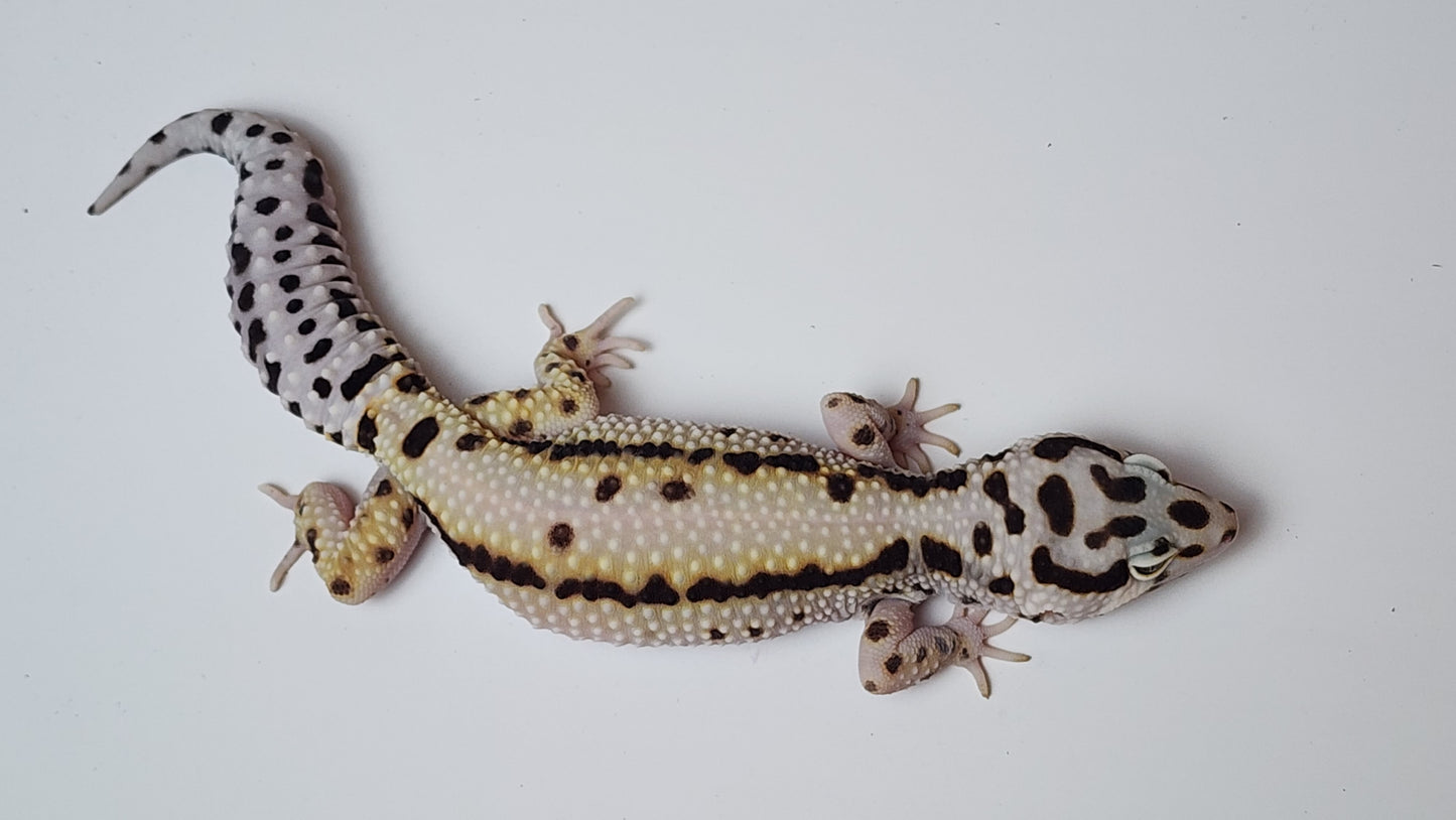 Female Extreme Hyper Xanthic Bold Stripe Halloween Mask Leopard Gecko