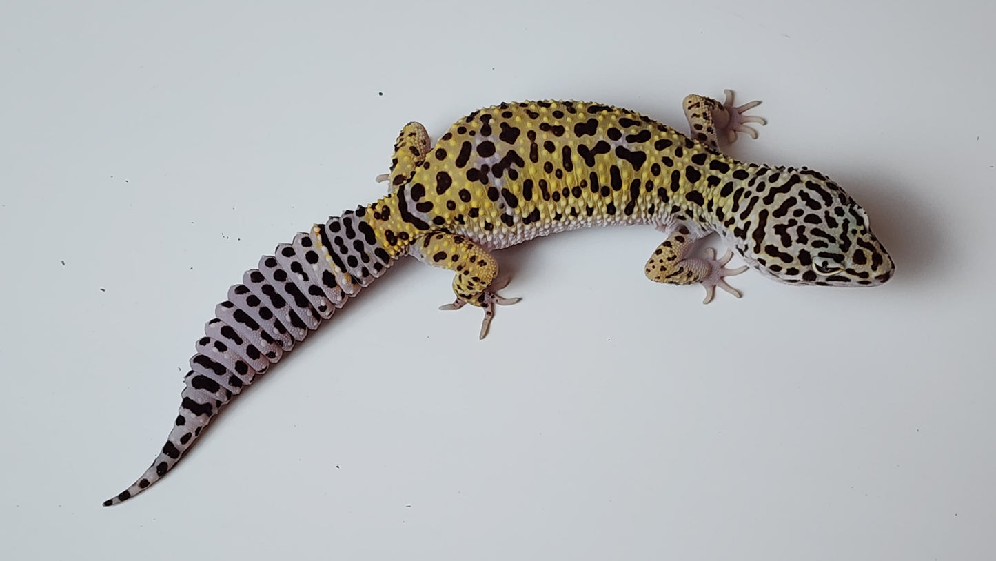 Male Pure Fasciolatus Leopard Gecko