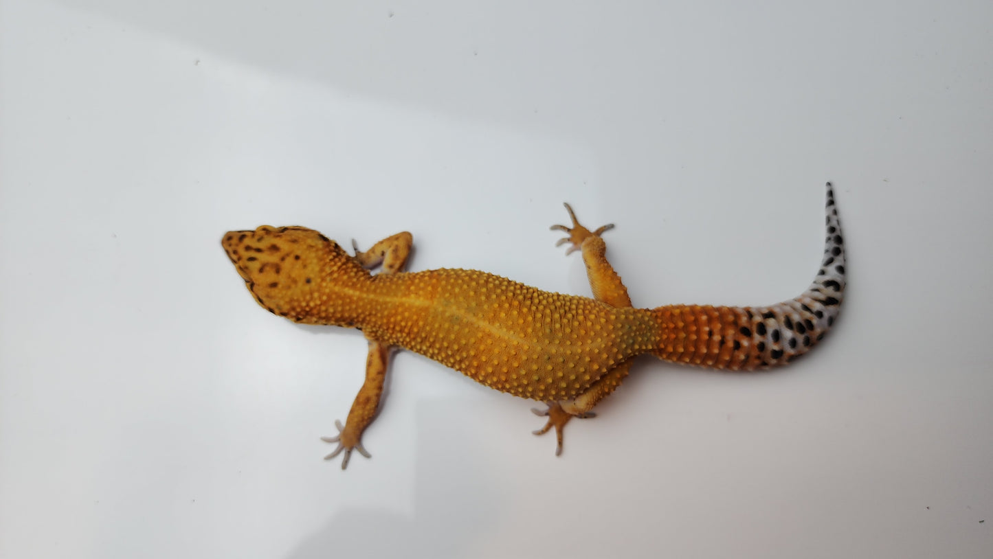 Female Mandarin Inferno Tangerine Emerine Tail Leopard Gecko