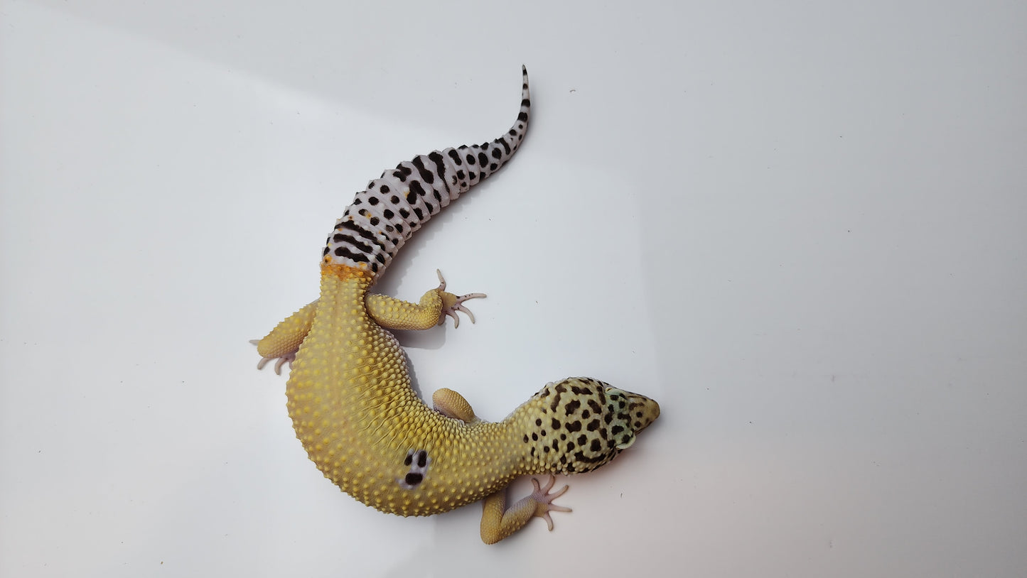 Female Hypo Blood Tangerine Turcmenicus Cross Carrot Tail Leopard Gecko (Unique Animal!)
