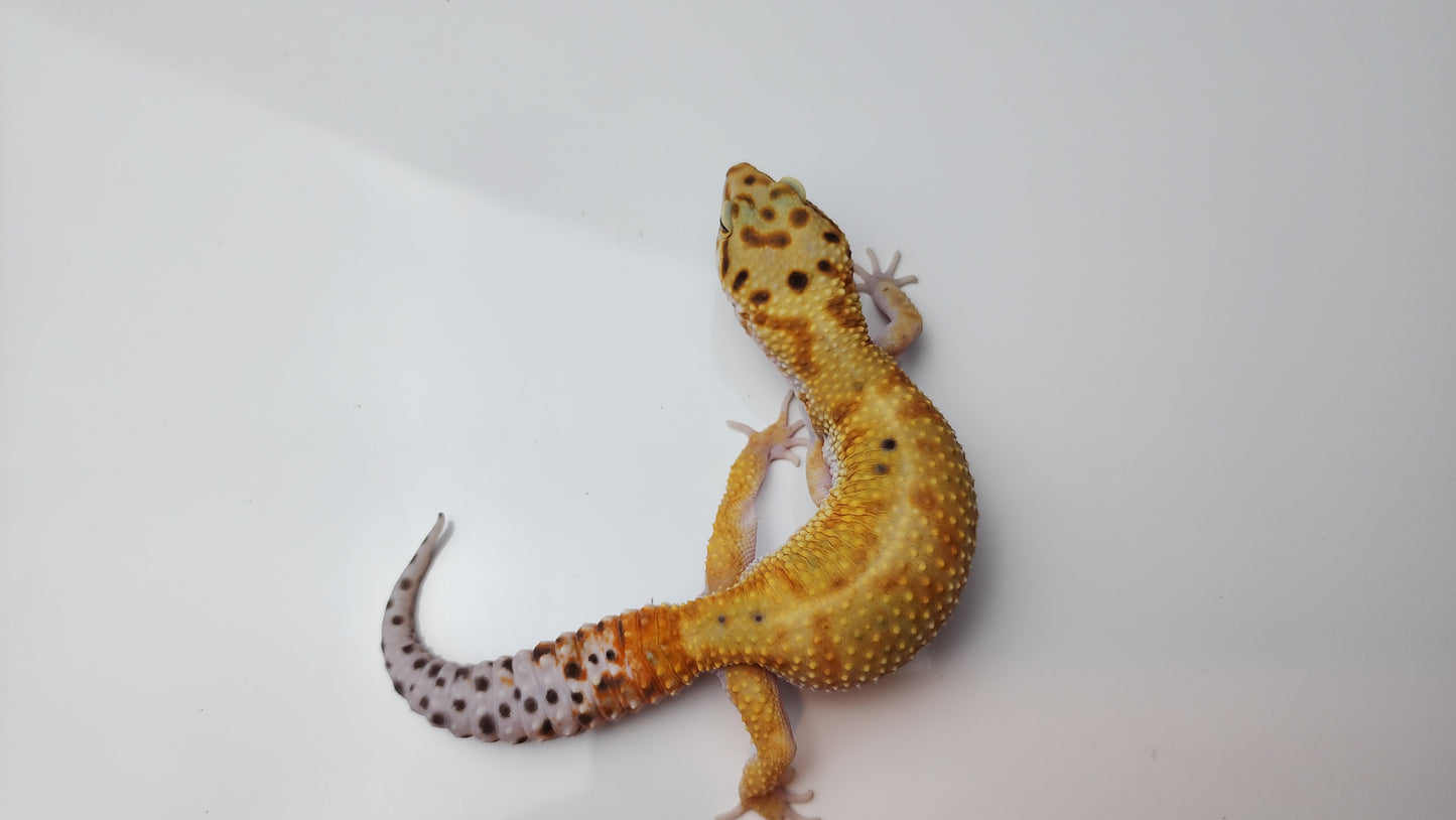 Female Inferno Tangerine Bold Emerine Cross White & Yellow Carrot Tail Leopard Gecko (Interesting Pattern!)