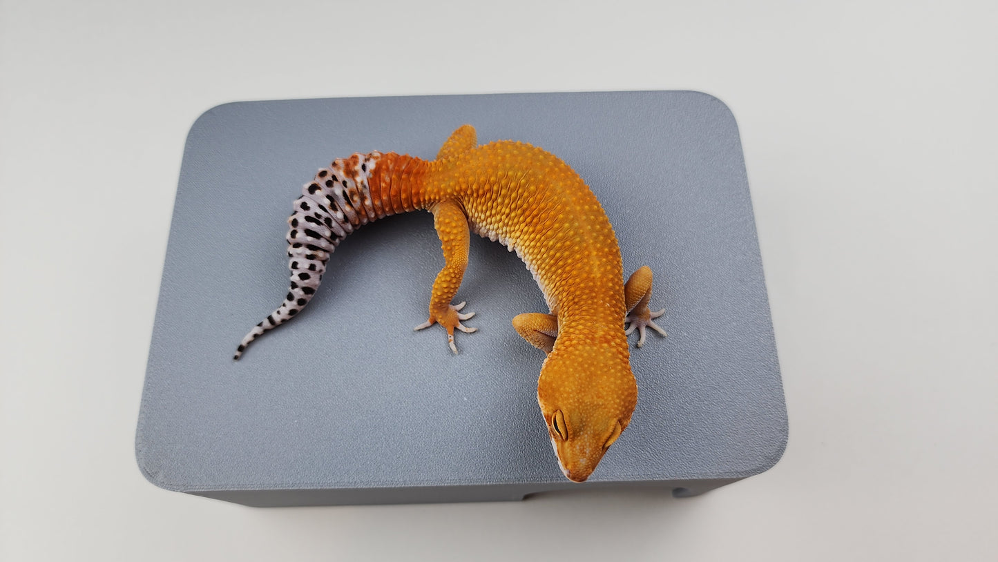 Female Super Hypo Mandarin Inferno Tangerine Carrot Tail Leopard Gecko