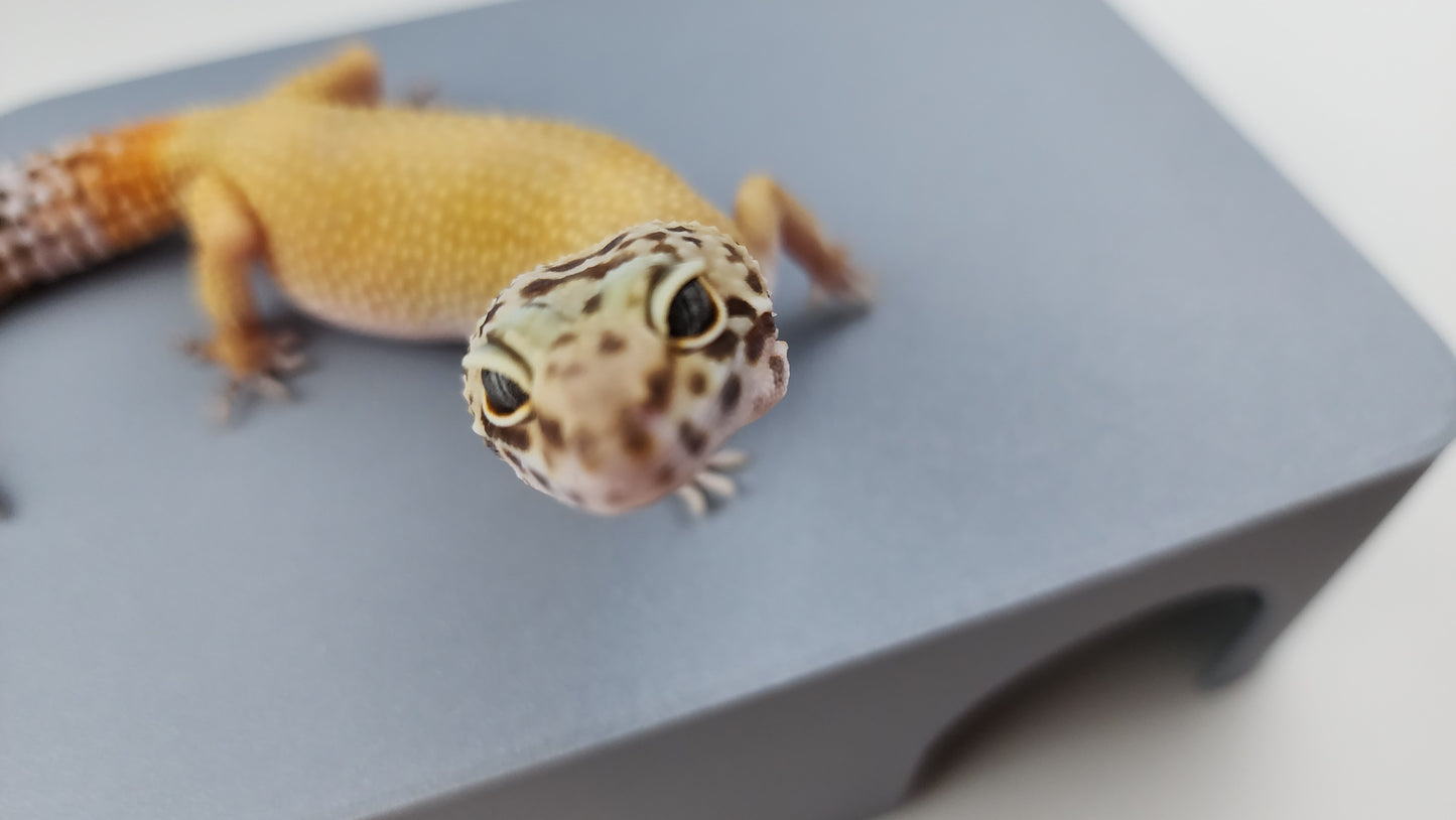 Female Super Hypo Blood Tangerine Bold Cross Carrot Tail Leopard Gecko