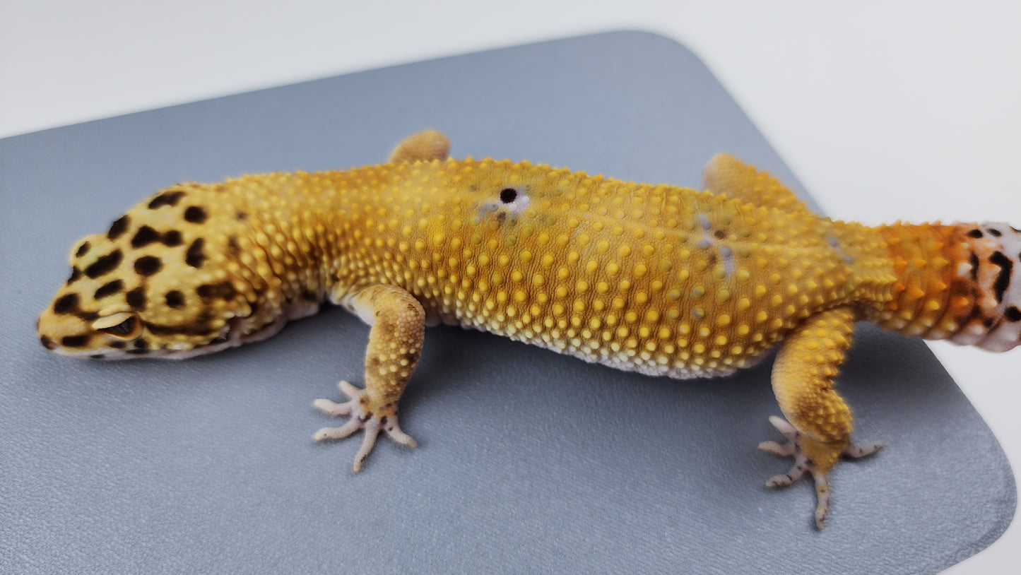 Female Hypo Blood Tangerine Bold Cross Carrot Tail Leopard Gecko (Regen Tail-Tip)