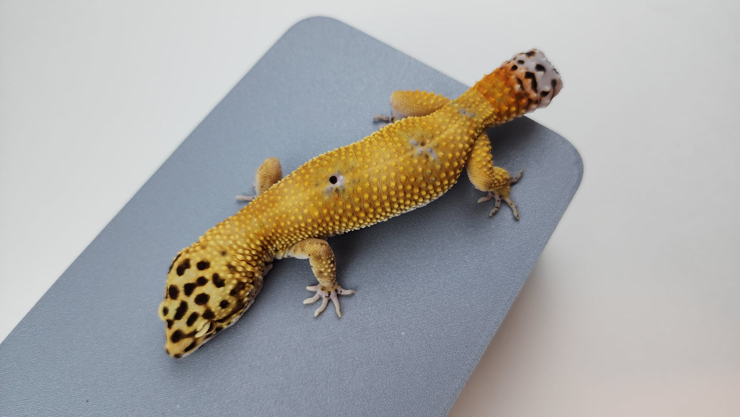Female Hypo Blood Tangerine Bold Cross Carrot Tail Leopard Gecko (Regen Tail-Tip)