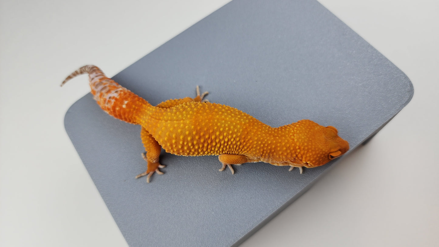 Female Super Hypo Mandarin Inferno Tangerine Tremper Albino Carrot Tail Leopard Gecko