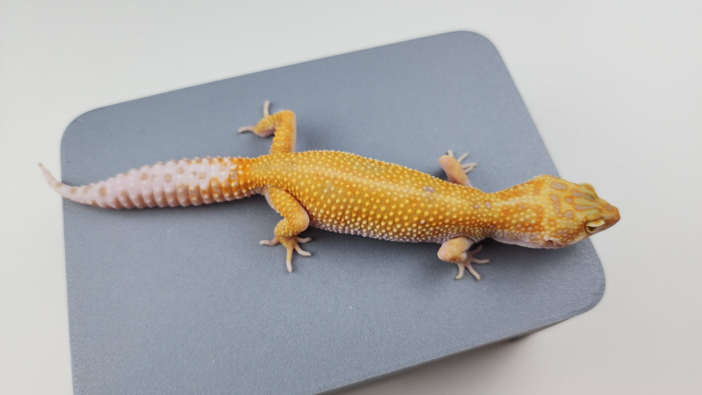 Female Inferno Tangerine Bold Cross White & Yellow Halloween Mask Bandit Tremper Albino Carrot Tail Leopard Gecko