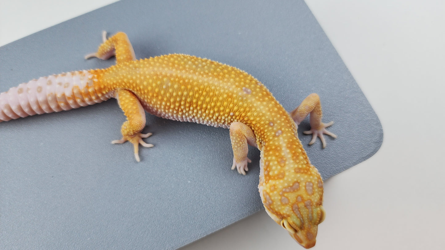 Female Inferno Tangerine Bold Cross White & Yellow Halloween Mask Bandit Tremper Albino Carrot Tail Leopard Gecko