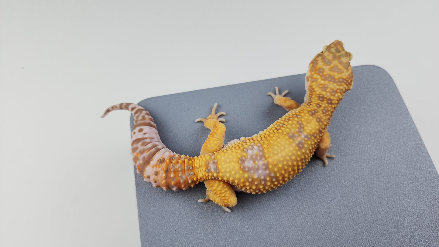Female Blood Tangerine Bold Cross Halloween Mask Tremper Albino Carrot Tail Leopard Gecko