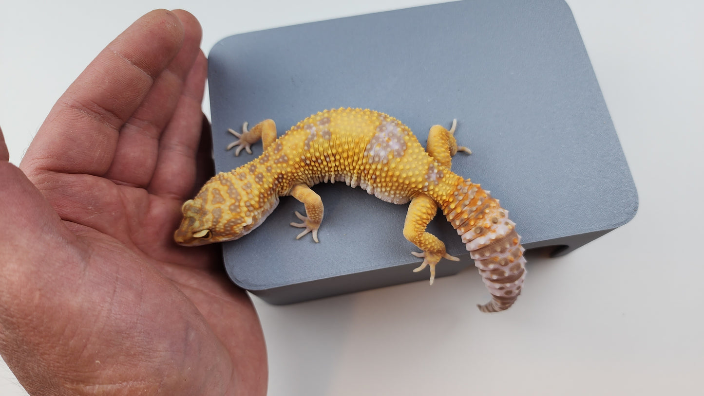 Female Blood Tangerine Bold Cross Halloween Mask Tremper Albino Carrot Tail Leopard Gecko