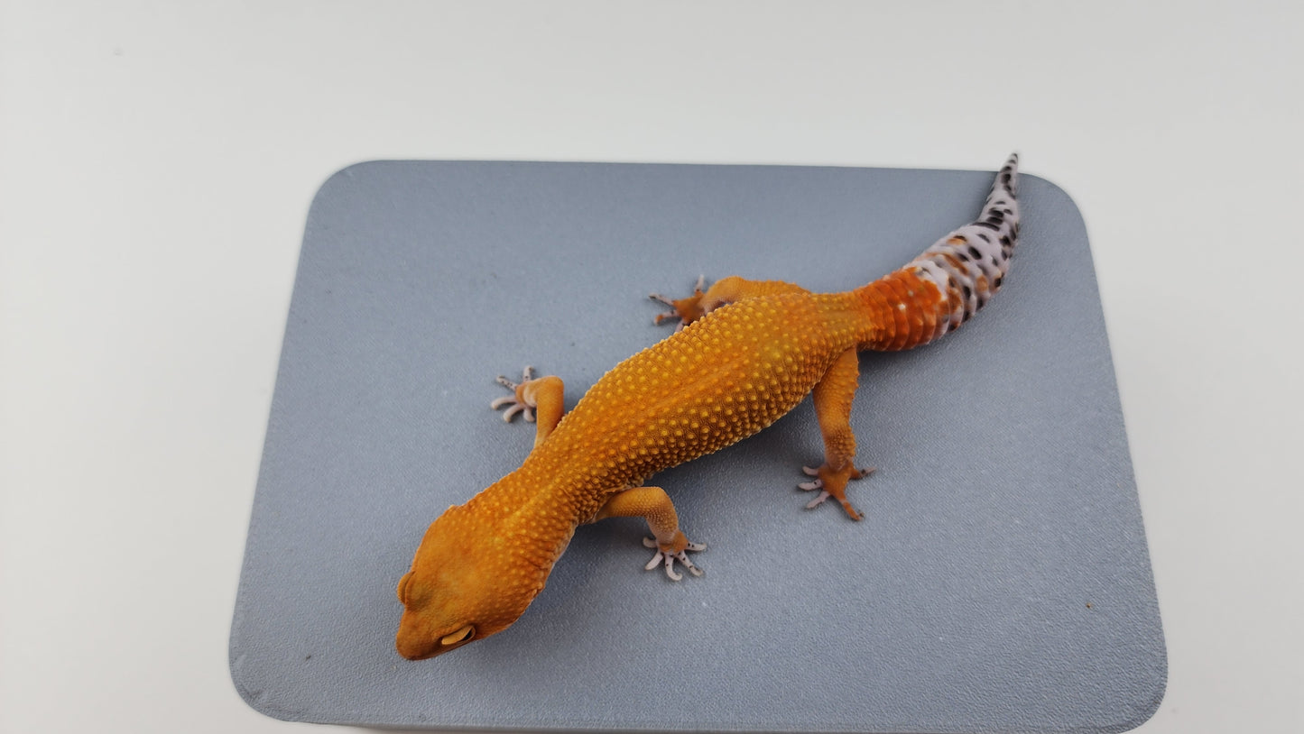 Female Super Hypo Mandarin Inferno Tangerine Carrot Tail Leopard Gecko (Slight Tail Misshape)