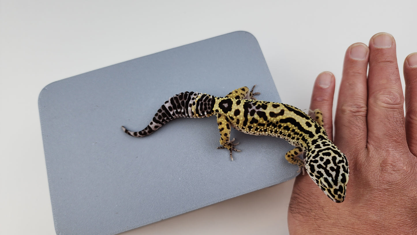 Female Black Night Bold Cross Leopard Gecko (Amazing for Price, 50% BN DNA)