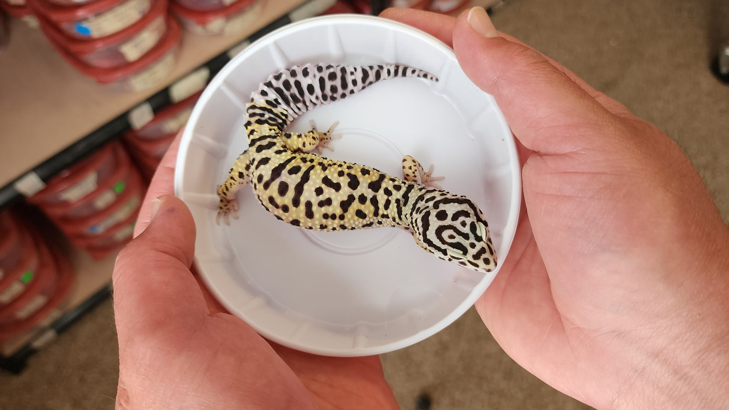 "Arabic" Head Stamp (Not for Sale)