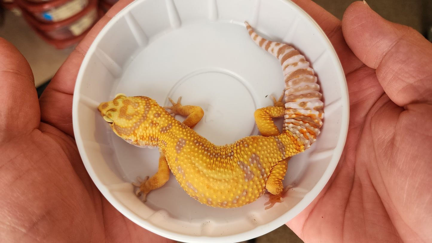 Female Blood Tangerine Bold Emerine Tremper Albino Halloween Mask Bandit Carrot Tail Leopard Gecko