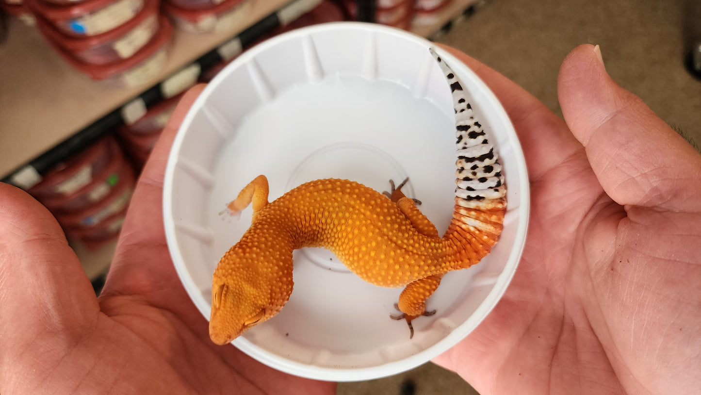 Super Hypo Mandarin Inferno Tangerine Carrot Tail Baldy Leopard Gecko