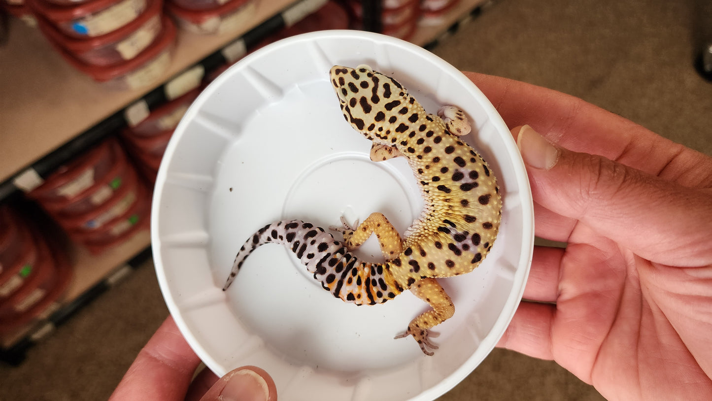Female Blood Tangerine Bold Bandit Carrot Tail Leopard Gecko