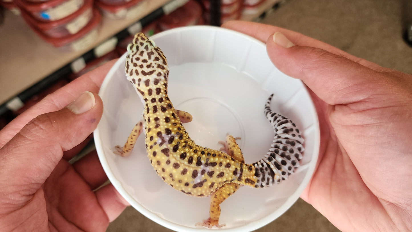 Female Fasciolatus Inferno Tangerine Leopard Gecko