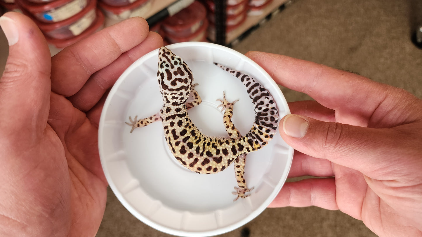 Female Afghanicus Bold Leopard Gecko