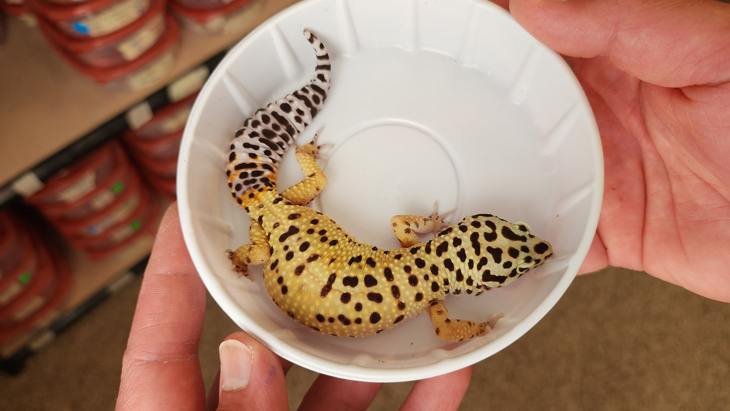 Female Blood Tangerine Bold Bandit Carrot Tail Leopard Gecko