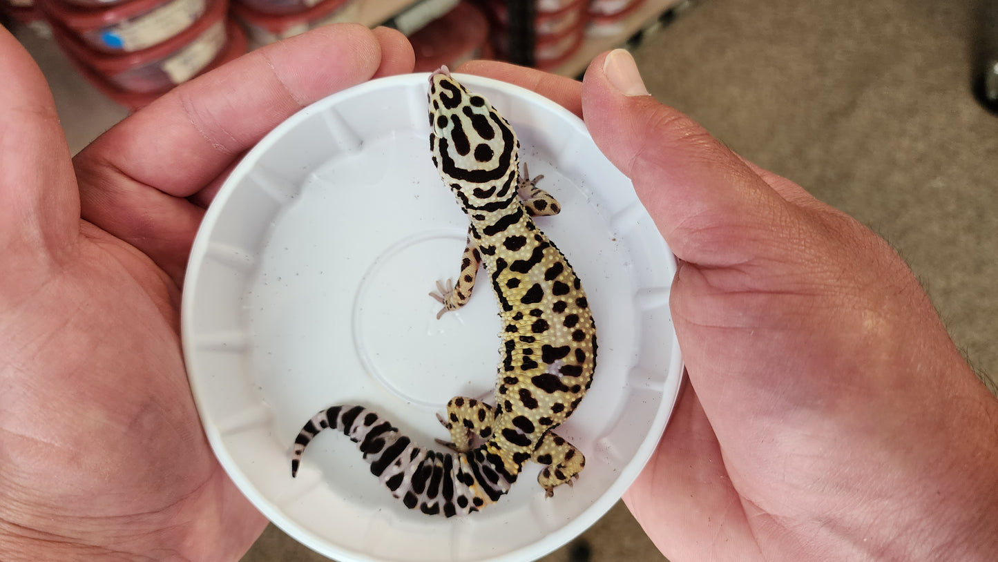 Female Afghanicus Bold Leopard Gecko