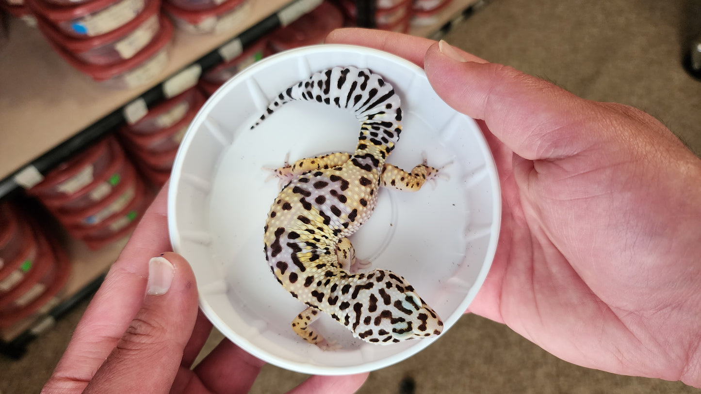 Female Hyper Xanthic Turcmenicus Pos White and Yellow Leopard Gecko