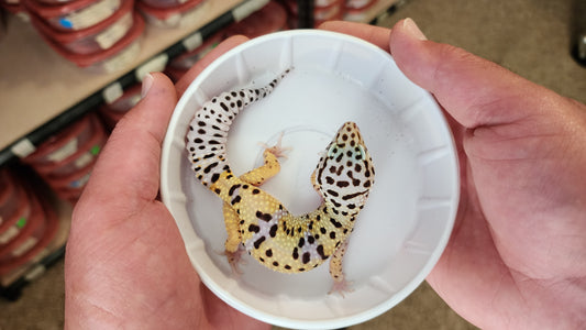 Female Hyper Xanthic Turcmenicus Pos White and Yellow Leopard Gecko