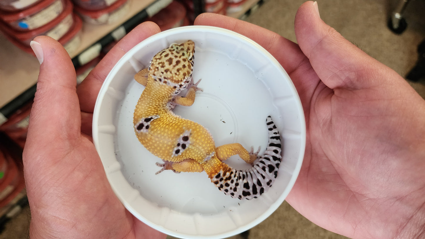 Female Hypo Blood Tangerine Fasciolatus Carrot Tail Leopard Gecko
