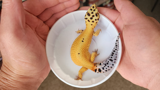 Female Hypo Inferno Tangerine Bold Bandit Emerine Pos White & Yellow Leopard Gecko