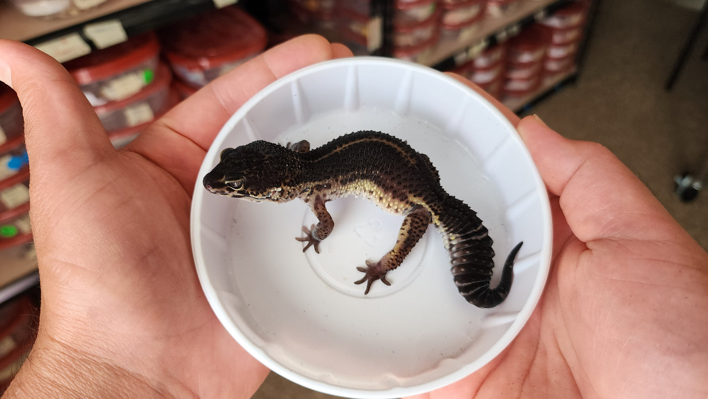 Female Pure Black Night Leopard Gecko