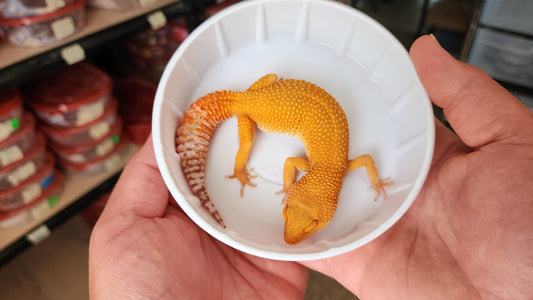 Female Super Hypo Mandarin Inferno Tangerine GOOD Carrot Tail Baldy Leopard Gecko