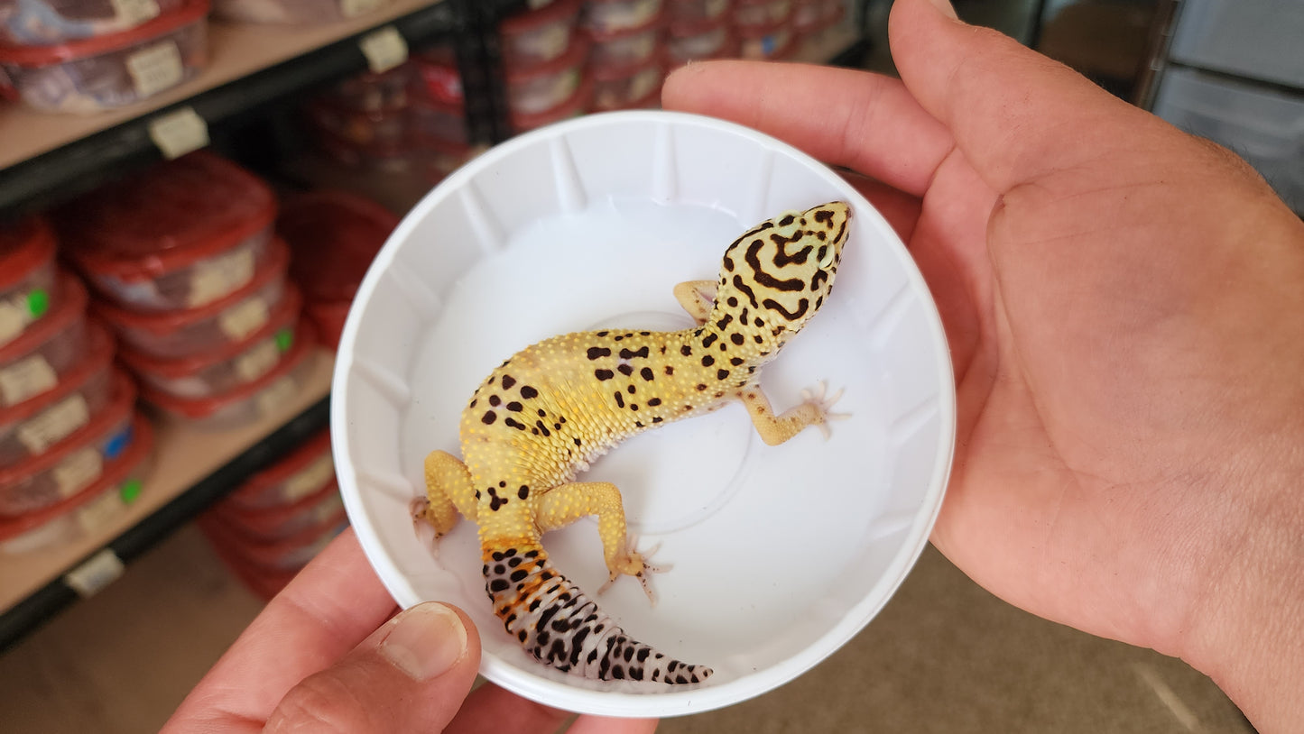 Female Blood Tangerine Fasciolatus Turcmenicus Leopard Gecko