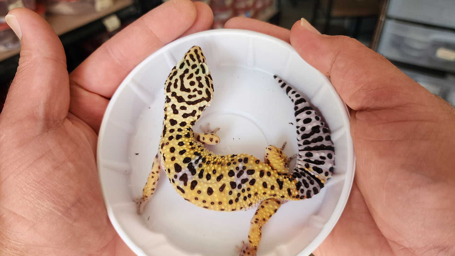 Female Inferno Tangerine Fasciolatus Leopard Gecko