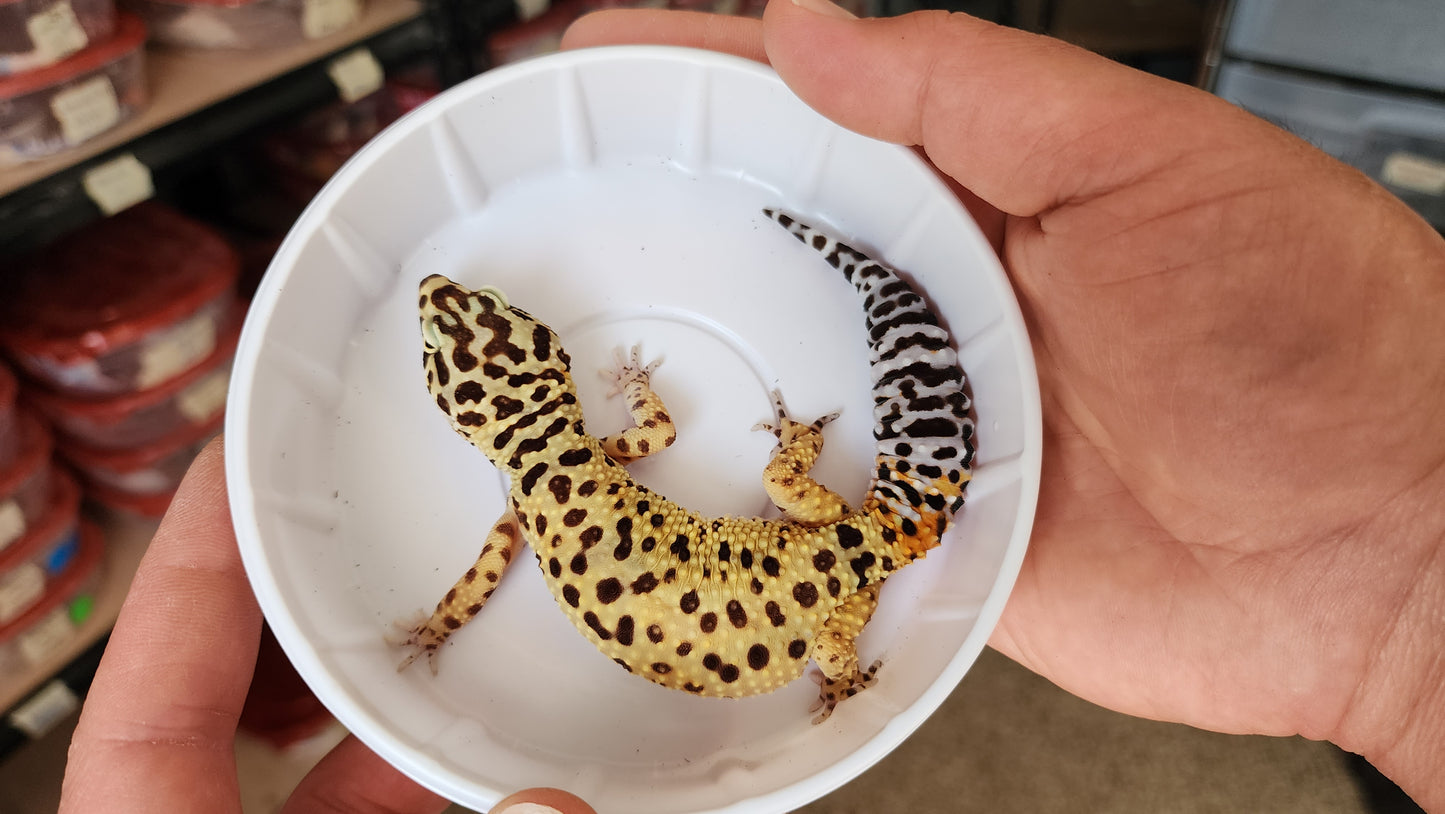 "Cactus" Head Stamp (Not for Sale)