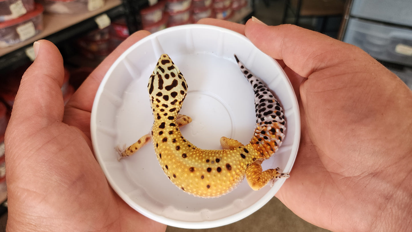 Female Mandarin Tangerine Bold Bandit Emerine Carrot Tail Leopard Gecko