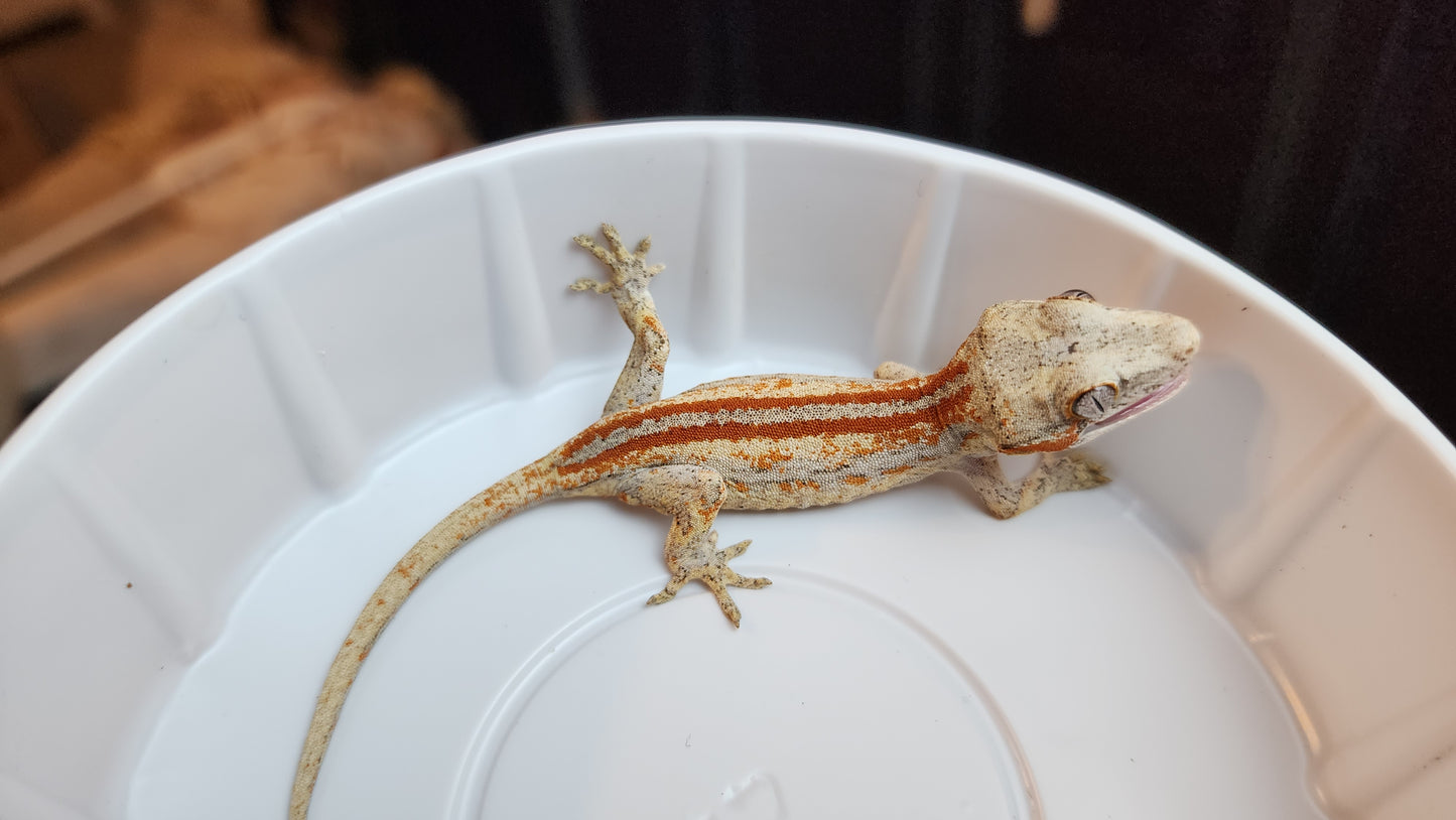 Red Striped/Blotched Gargoyle Gecko (Beautiful Reds)