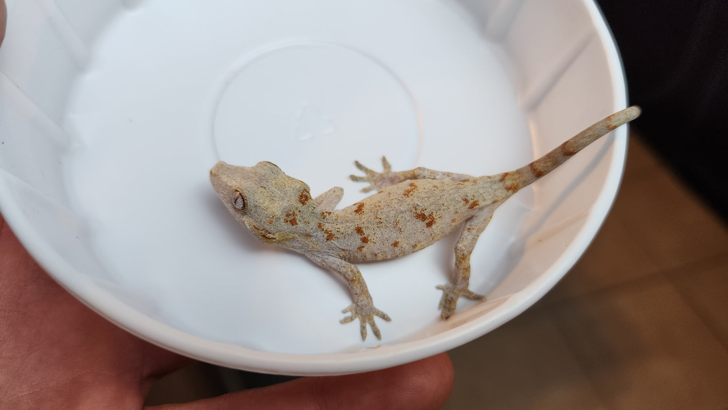 Red Blotch Gargoyle Gecko