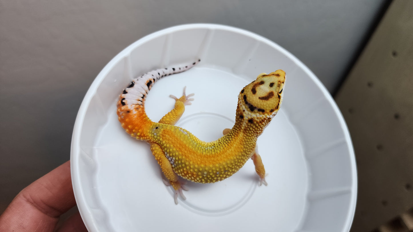 Red Stripe Inferno Tangerine Bold Emerine Carrot Tail Pos White and Yellow Leopard Gecko (looking female)