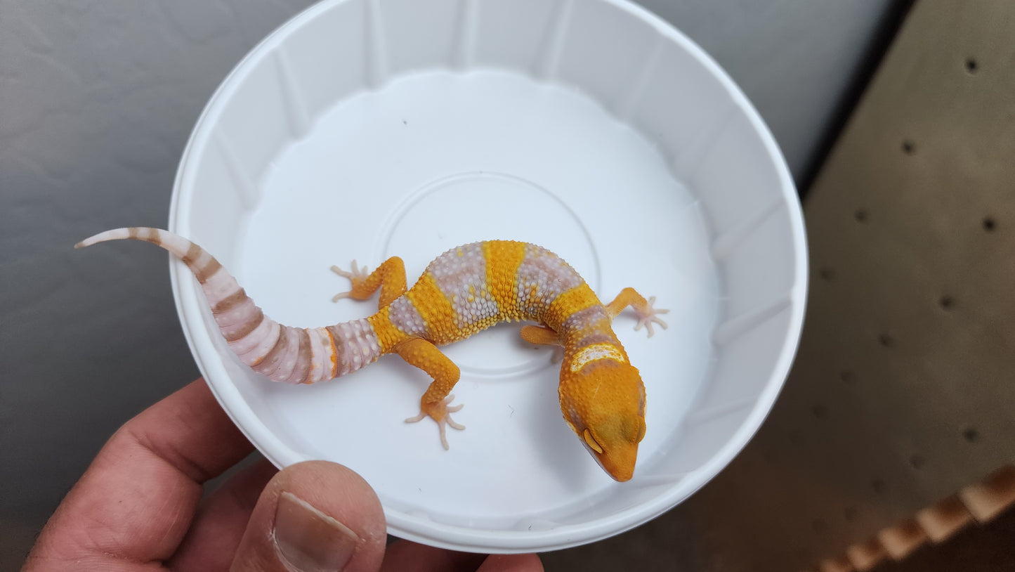 Mandarin Inferno Bold Emerine Carrot Tail Tremper Albino Leopard Gecko (looking female)