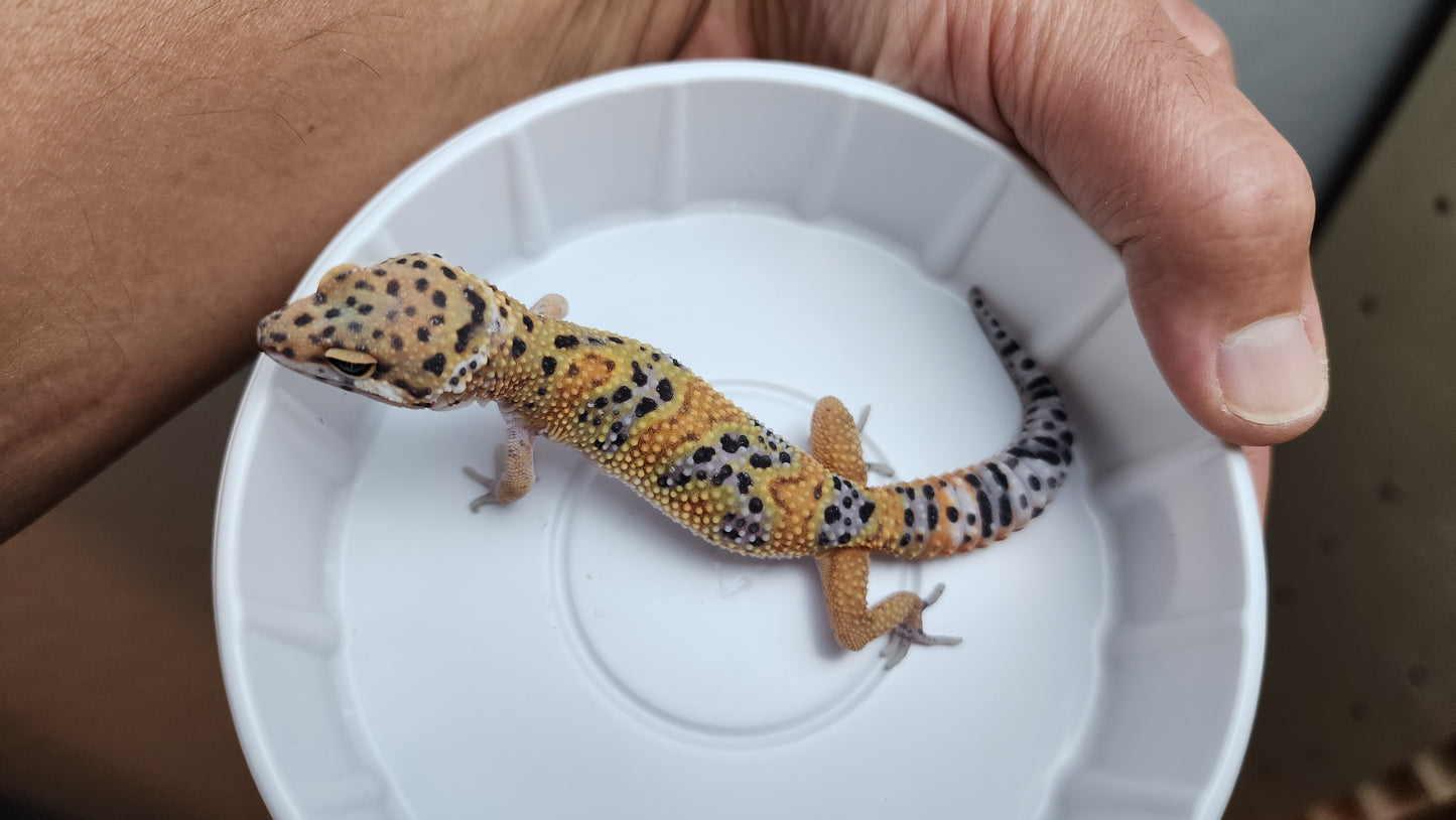 Mandarin Inferno Tangerine Emerine Heavy Pattern Carrot Tail Het Tremper Albino Leopard Gecko (looking female)