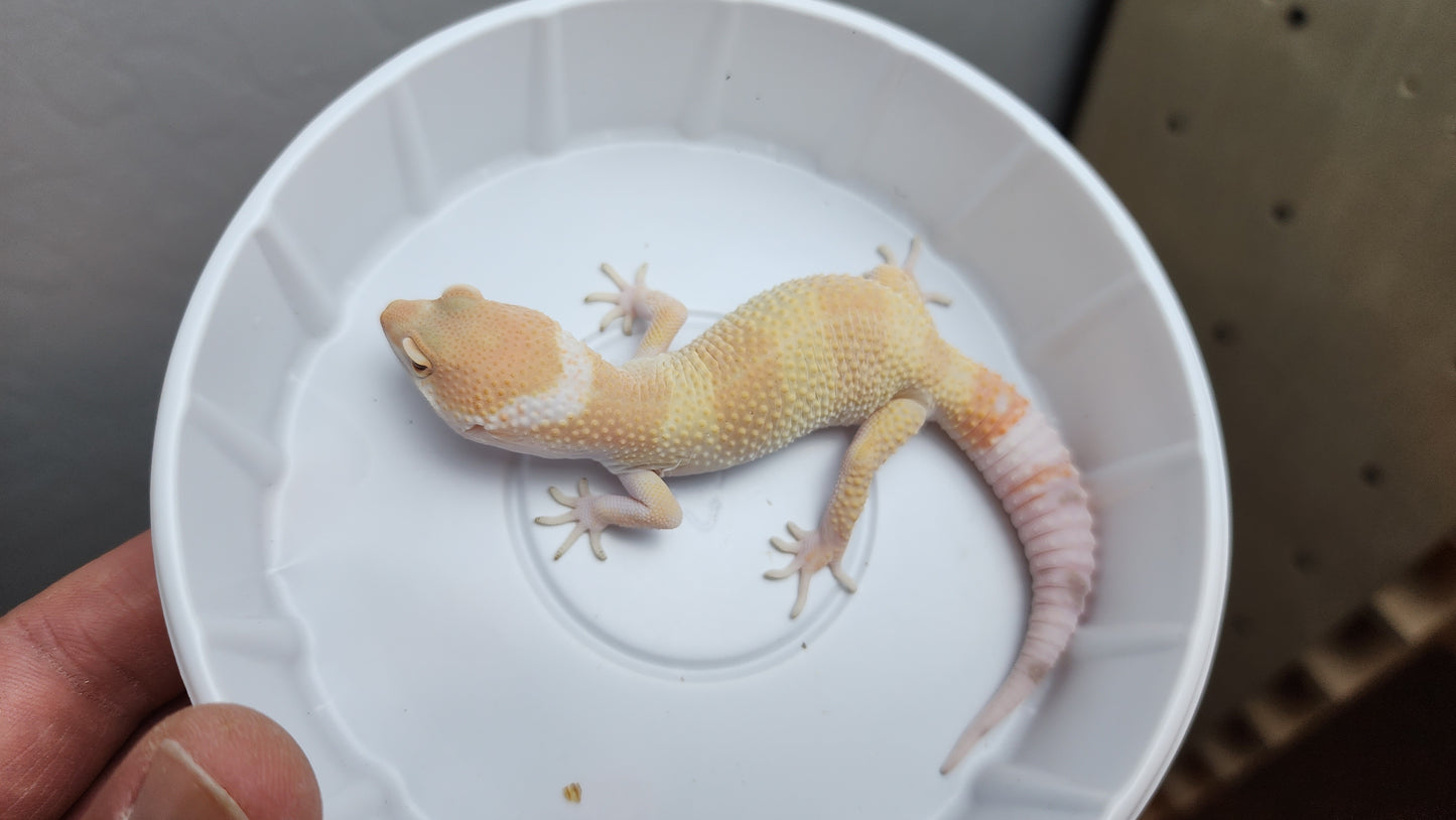 Mandarin Tangerine Bold Emerine Carrot Tail Tremper Albino Leopard Gecko (looking male, in shed)