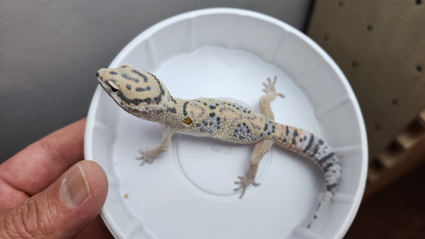 Inferno Tangerine Bold Emerine Jungle Carrot Tail Leopard Gecko (looking female, in shed)