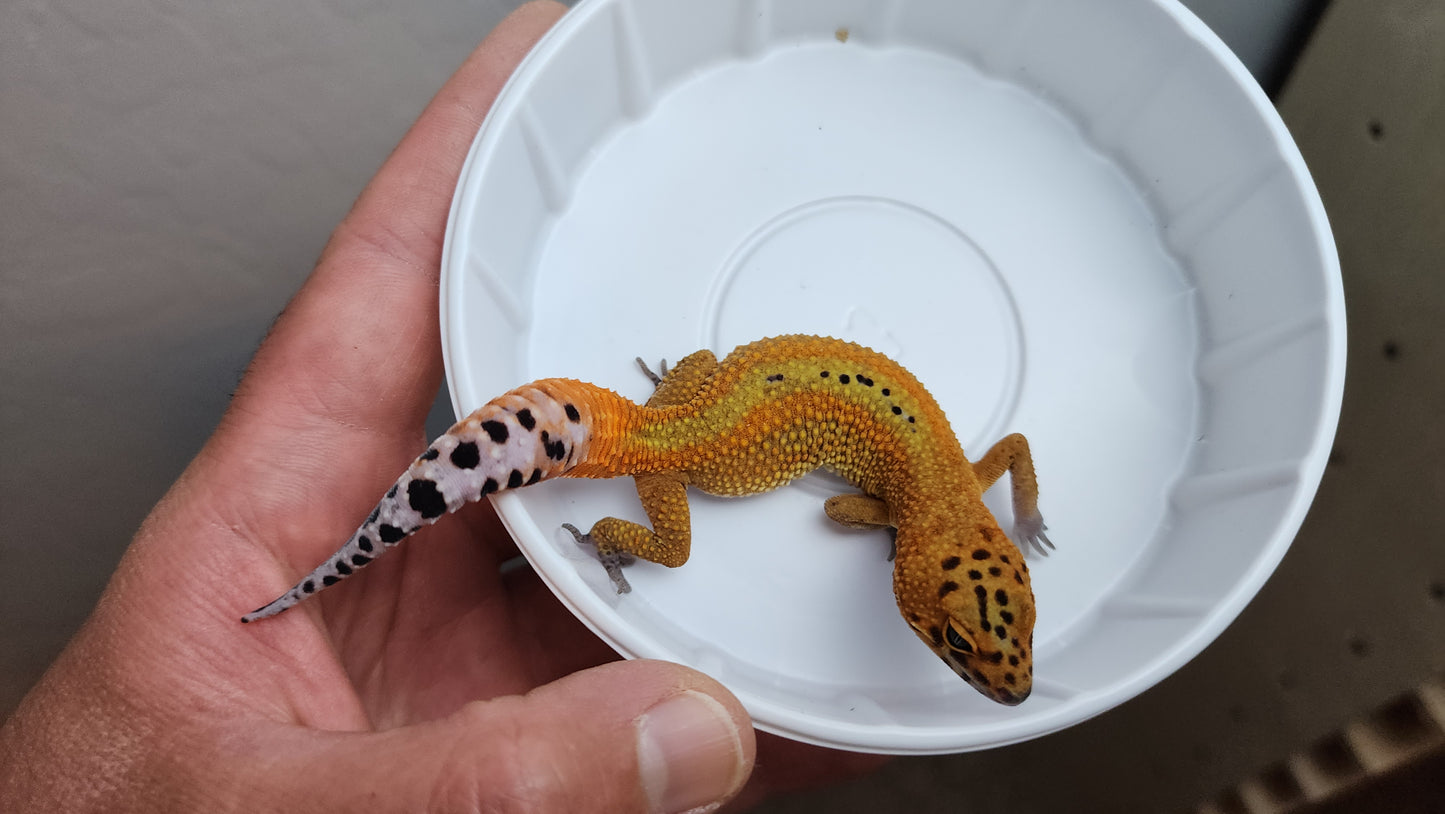 Red Stripe Reverse Stripe Mandarin Inferno Tangerine Carrot Tail Leopard Gecko (looking male)