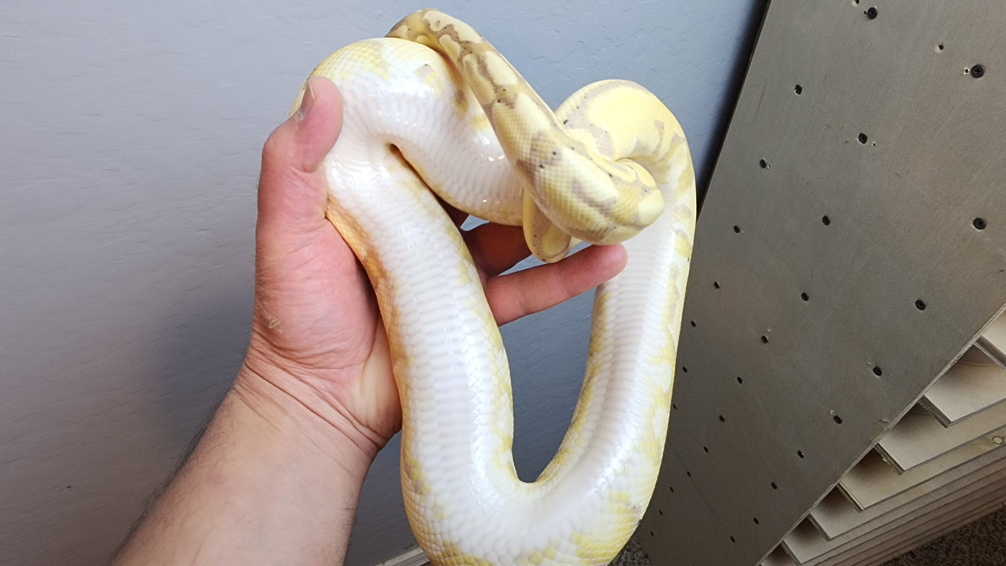 Male Banana Vanilla Het Clown Ball Python