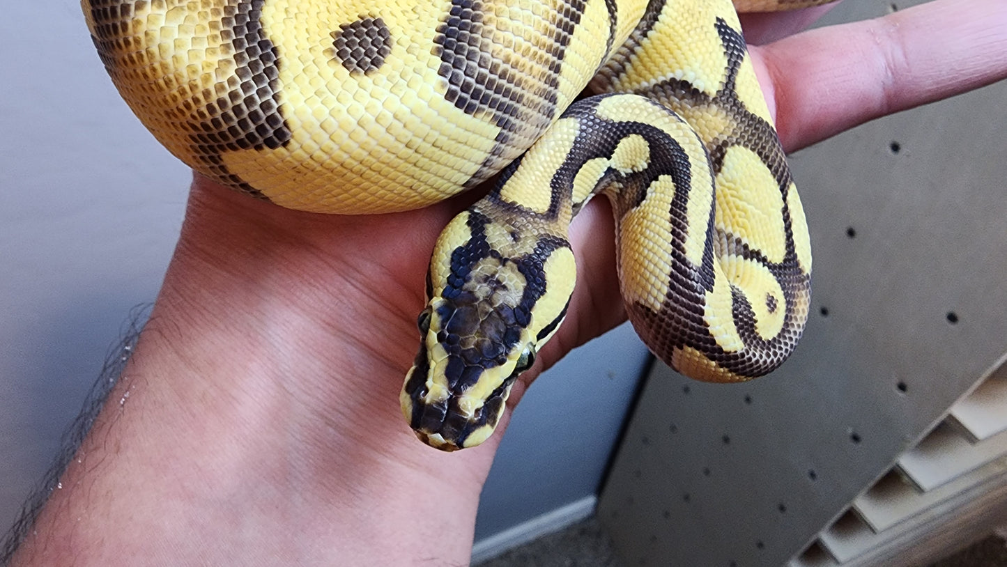 Male Enchi Pastel OD YB Het Hypo PH Clown PH PIED Ball Python
