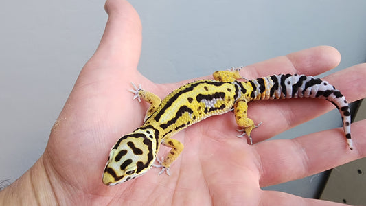 Male Hyper Xanthic Drippy Bold Stripe Bandit Leopard Gecko