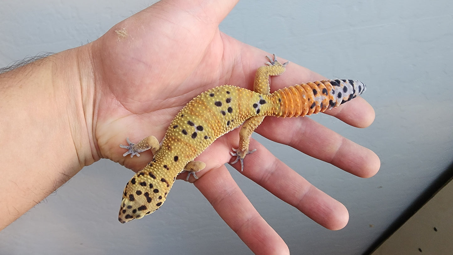 Female Clown Inferno Leopard Gecko (much nicer in person, ask for outdoor photos!)